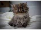 Gorgeous pedigree persian kittens 8 weeks old ready now.....