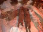 cavalier king charles spaniel puppies,  if you want the very