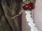Royal or ball python: for sale. Nigel is a 2 year old, ....