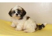 Healthy Adorable TeaCup Shih Tzu Puppies available and they are ready